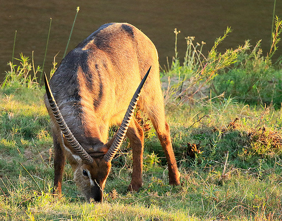 Common waterbuck