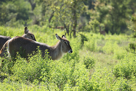 Common waterbuck - Sabi Sand