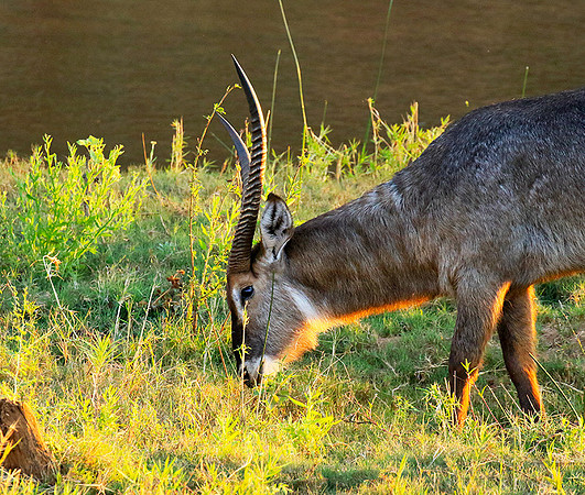 Common waterbuck
