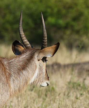 Common waterbuck - Sabi Sand