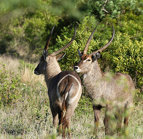 Common waterbuck - Sabi Sand
