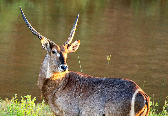 Common waterbuck