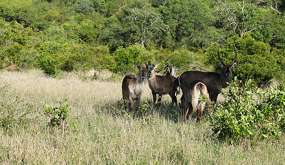 Common waterbuck - Sabi Sand
