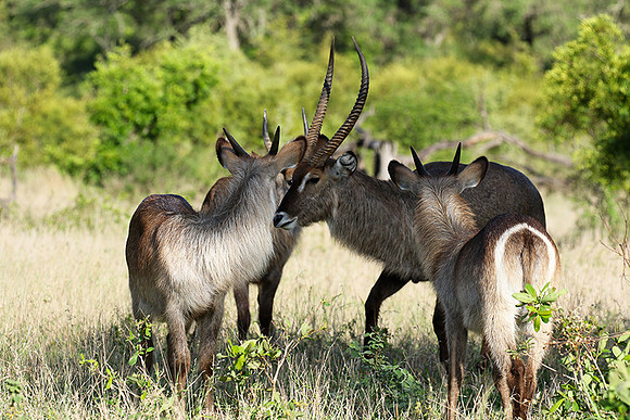 Common waterbuck - Sabi Sand