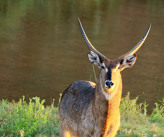 Common waterbuck