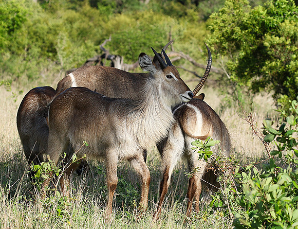 Common waterbuck - Sabi Sand