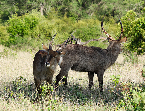 Common waterbuck - Sabi Sand
