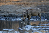 Mana Pools NP