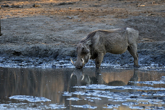 Mana Pools NP