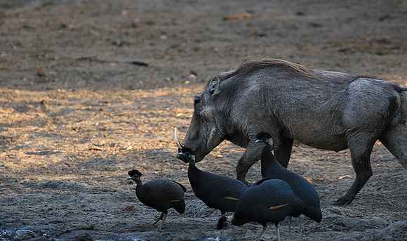 Mana Pools NP