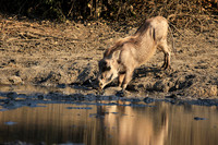 Mana Pools NP