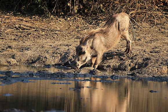 Mana Pools NP
