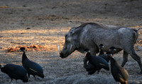 Mana Pools NP