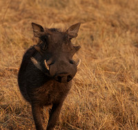 Matetsi private game reserve