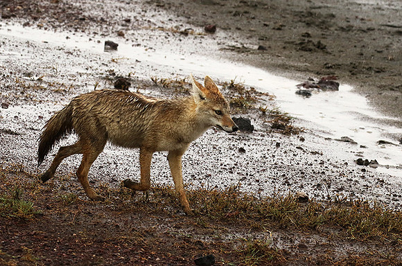 Golden wolf - Ngorongoro