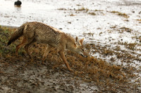 Golden wolf - Ngorongoro