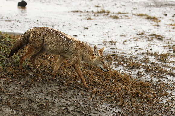 Golden wolf - Ngorongoro
