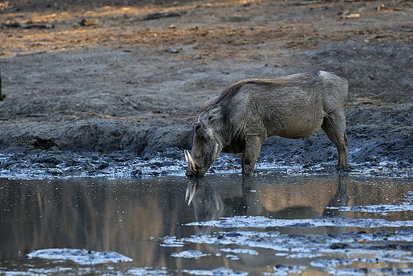 Mana Pools NP