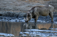 Mana Pools NP