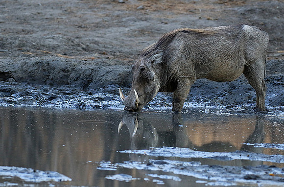 Mana Pools NP
