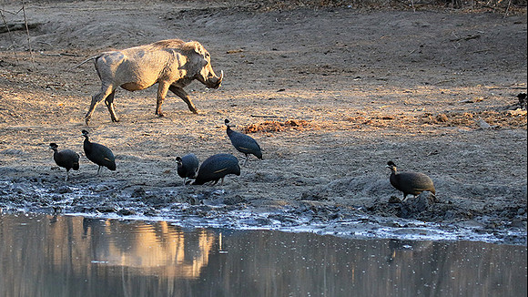 Mana Pools NP