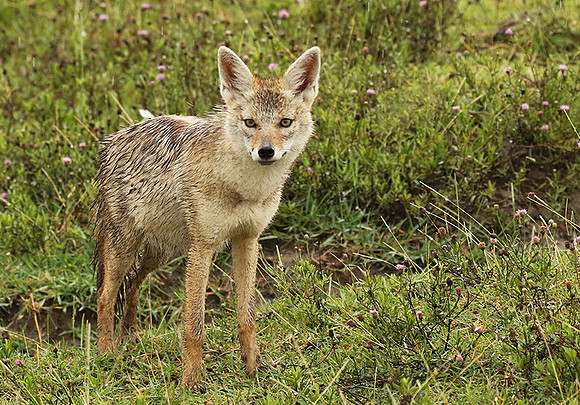 Golden wolf - Ngorongoro