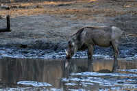 Mana Pools NP