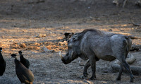 Mana Pools NP