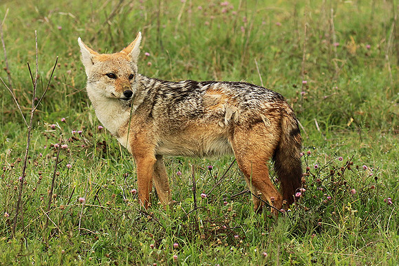 Golden wolf - Ngorongoro