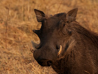 Matetsi private game reserve