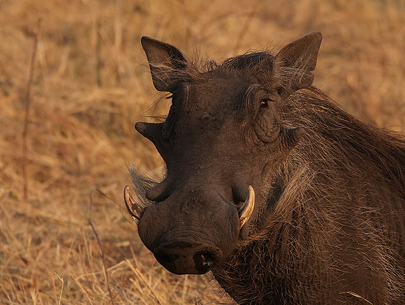 Matetsi private game reserve