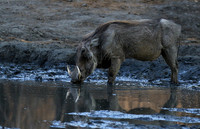Mana Pools NP