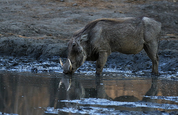 Mana Pools NP