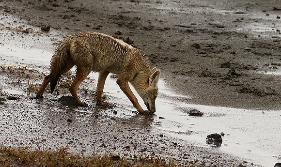 Golden wolf - Ngorongoro