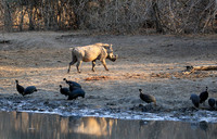 Mana Pools NP