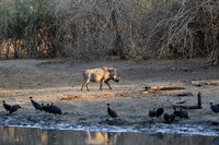 Mana Pools NP