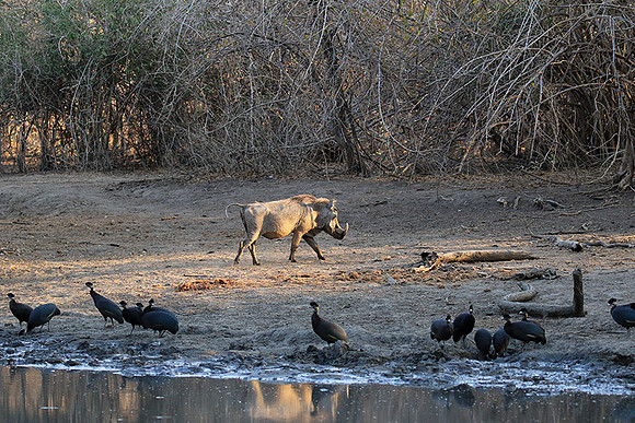 Mana Pools NP