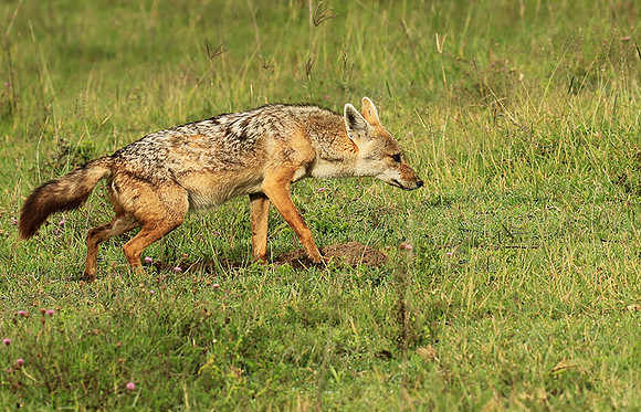 Golden wolf - Ngorongoro