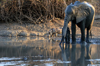 Mana Pools NP