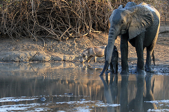 Mana Pools NP