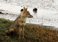 Golden wolf - Ngorongoro