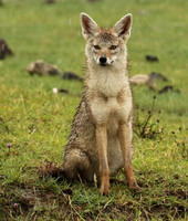 Golden wolf - Ngorongoro