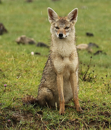 Golden wolf - Ngorongoro