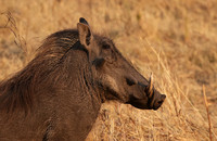 Matetsi private game reserve