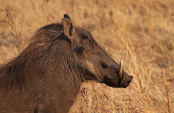 Matetsi private game reserve