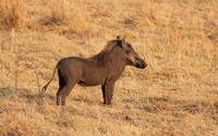 Matetsi private game reserve