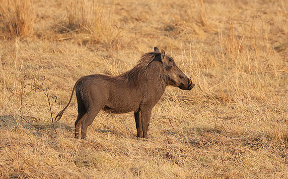 Matetsi private game reserve