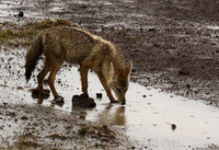 Golden wolf - Ngorongoro