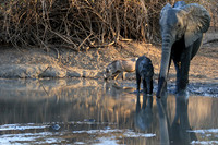 Mana Pools NP