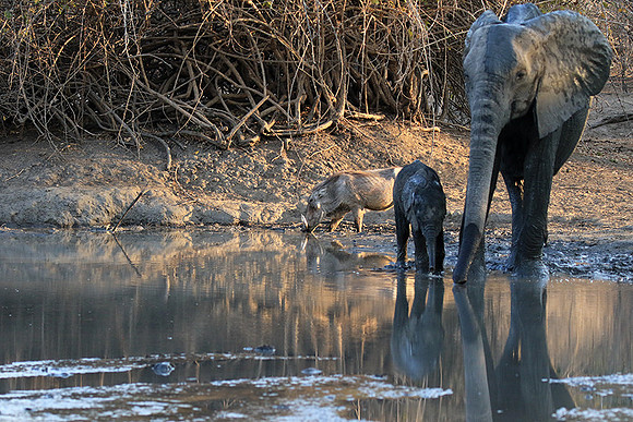 Mana Pools NP
